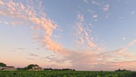 vineyards under a colorful sunset sky