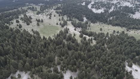 aerial view from a pyrenees forest and mountain