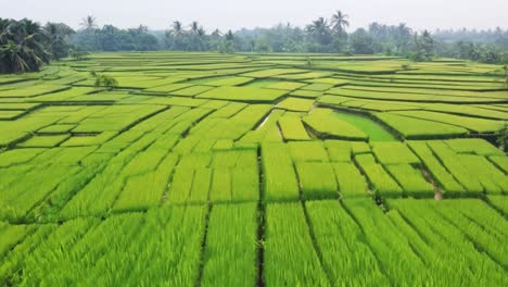 lush green rice fields