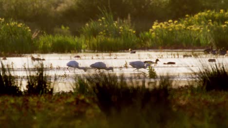 wide static shot of a small flock of eurasian spoonbills wading and feeding in shallow water while other water fowl fly and swim about, surrounded by reeds