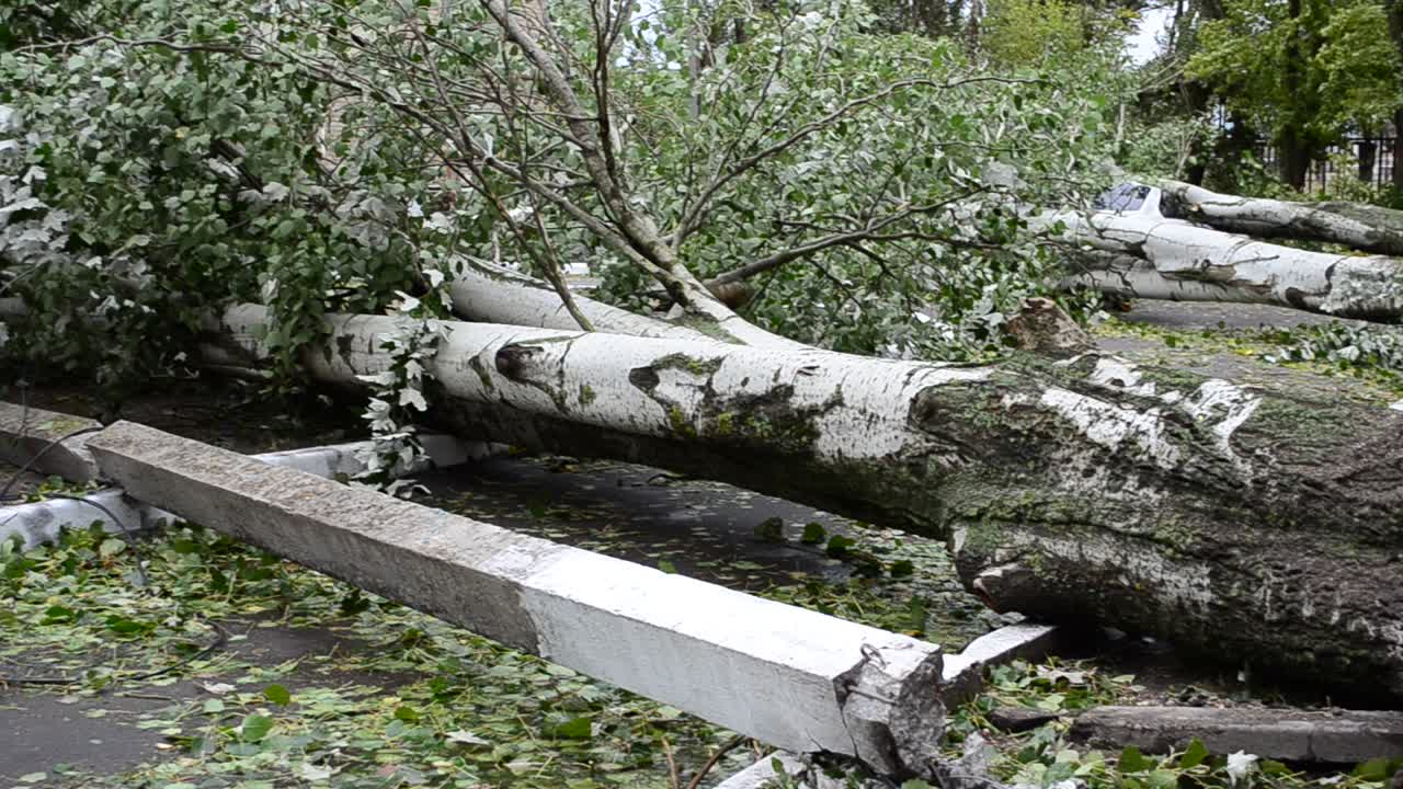 Il cortile dopo un uragano. Gli alberi abbattuti