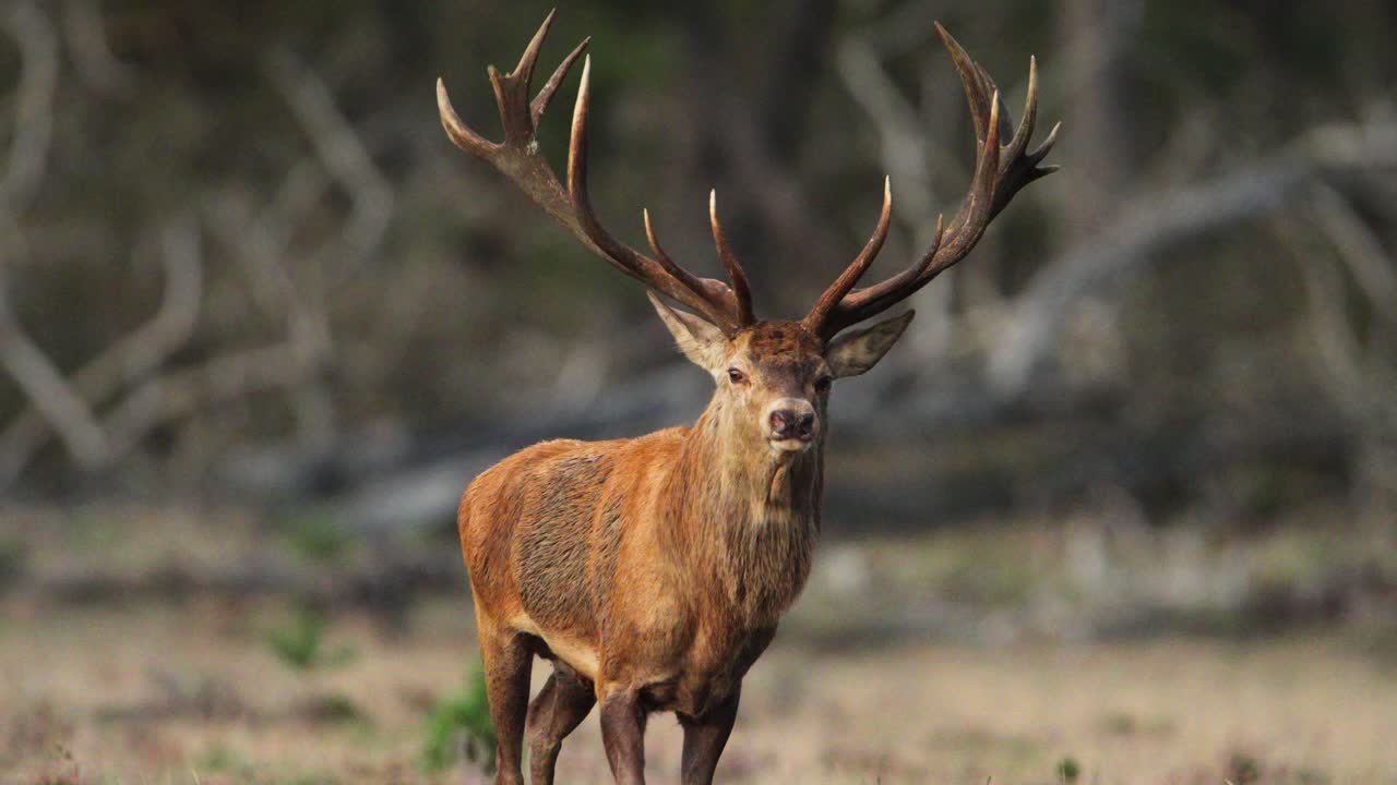 el ciervo rojo macho con un gran conjunto de cuernos galopa en cámara lenta a la hora dorada en el bosque