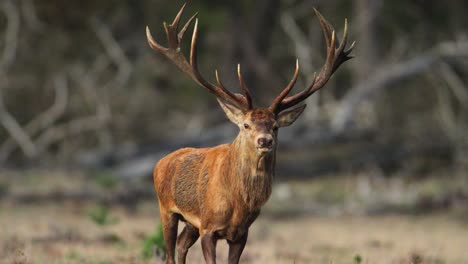 male red deer with large set of antlers gallops in slow motion at golden hour in forest