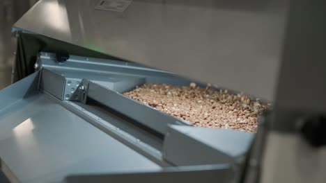 raw nuts on a conveyor belt. drying, roasting and packaging, the production process of light snacks. factory production.