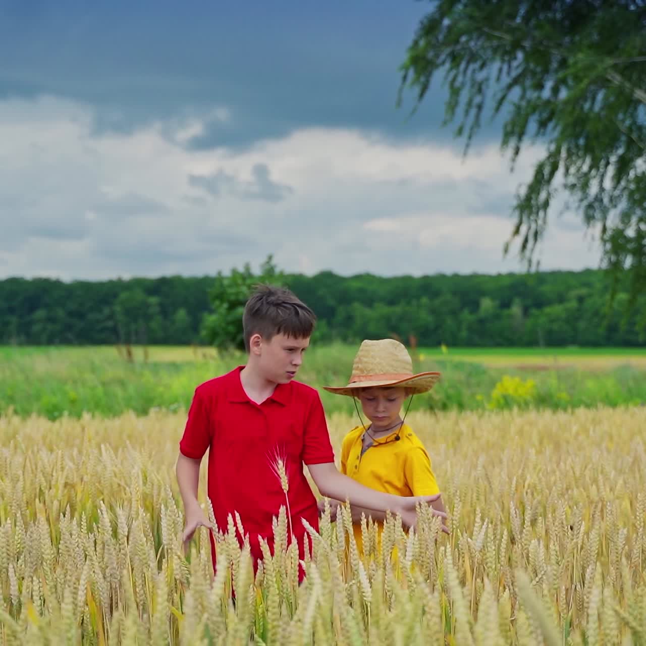 Children among summer nature in rural place. Boys standing inside the field with agriculture plants and looking at spikelets.