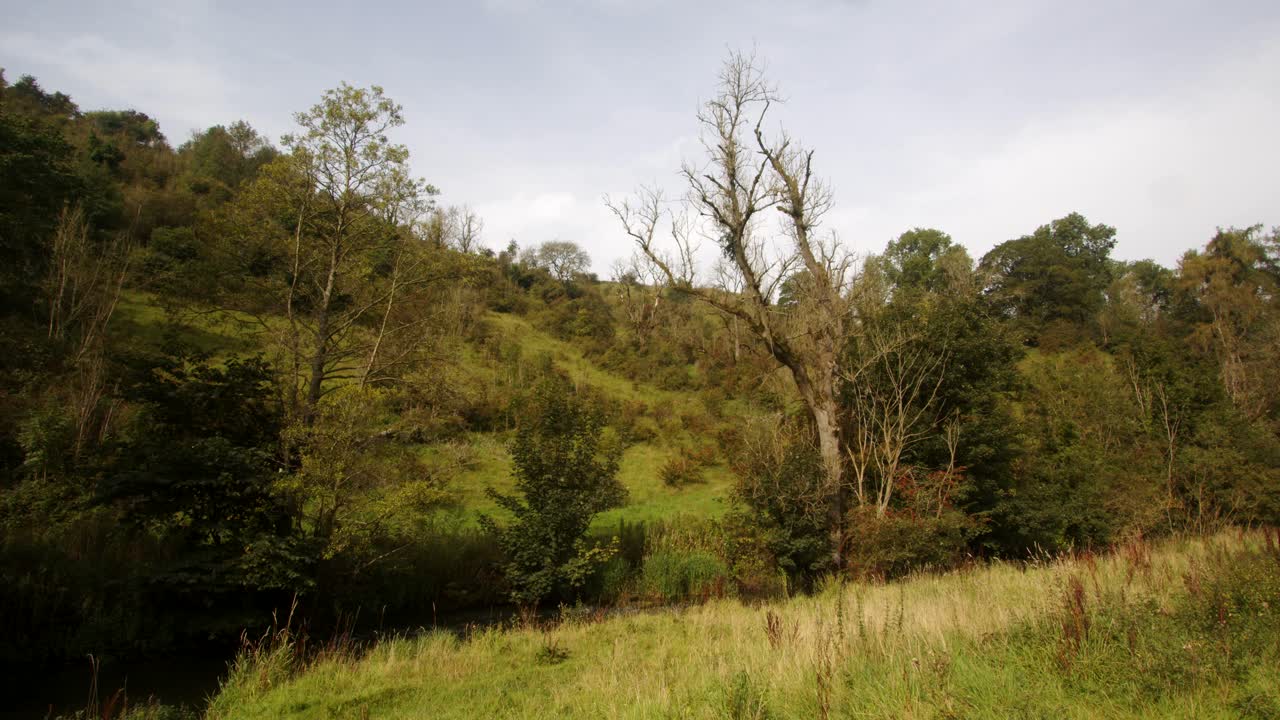 guardando indietro verso milldale sulla passeggiata dovedale, con un albero bianco morto fuori dal centro del fotogramma