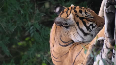 close-up of a tiger grooming itself