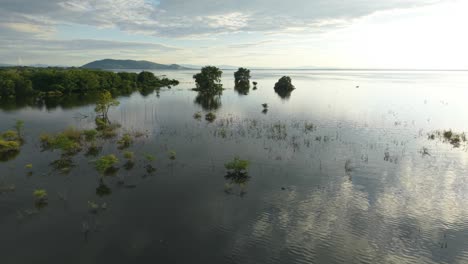 flooded landscape with trees and calm water