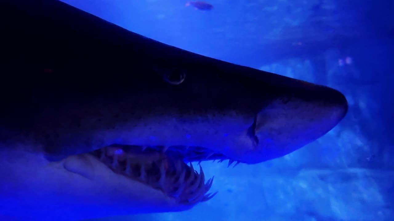 A shark swims in eerie blue lighting showing its sharp teeth in a close-up underwater shot