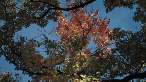 colourful autumn leaves against the blue sky