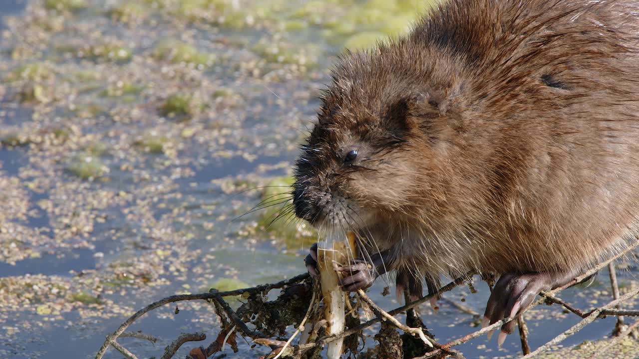 Close-up muskrat standing atop wire cage in marsh eats plant roots