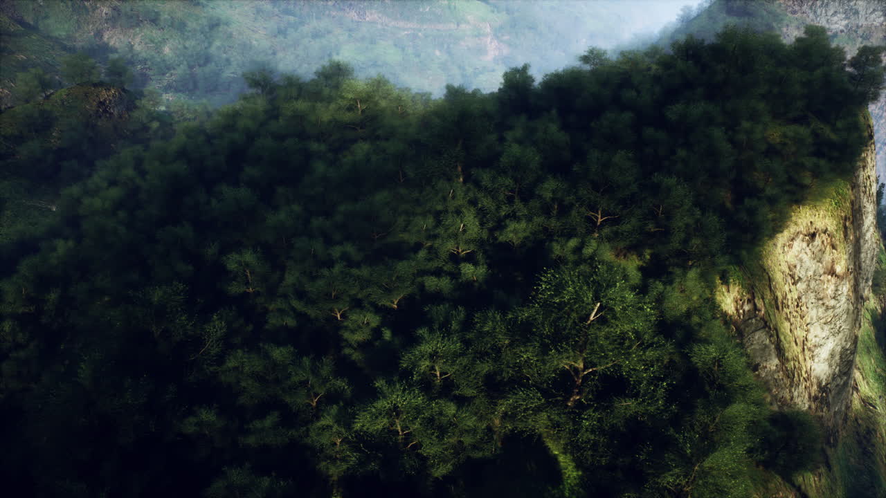 vista aérea de un bosque exuberante en la ladera de una montaña