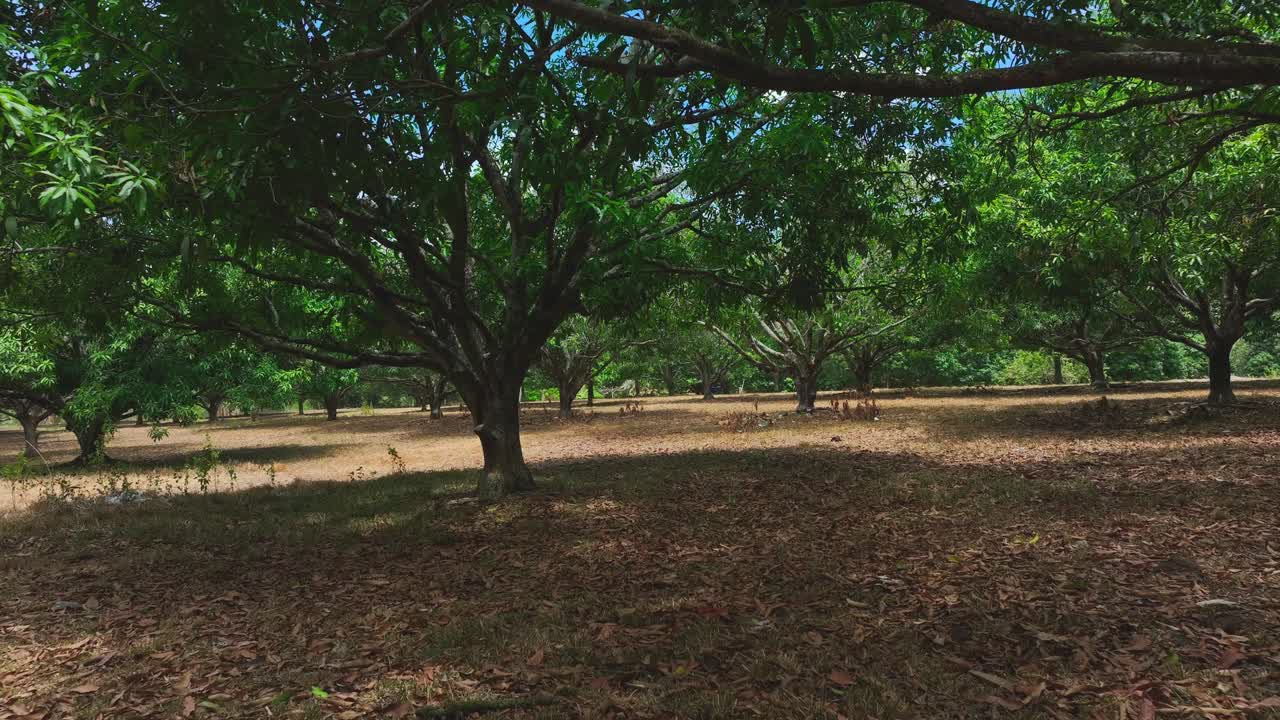 Pov shot of mango trees forest during sunny day in province of South Cotabato, Philippines
