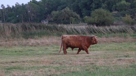 brown bull walking on an open field.
