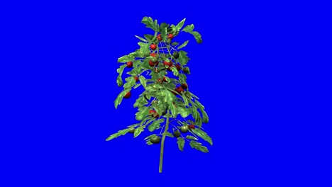 3d tomato plant with wind effect on blue screen 3d animation