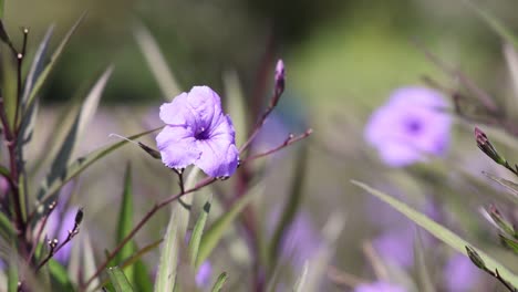 close-up of purple flowers gently moving in wind