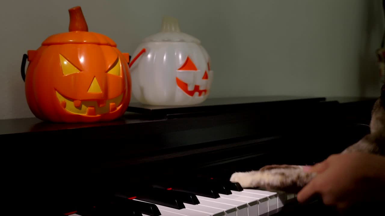 un gato gracioso y un humano tocando el piano en halloween juntos
