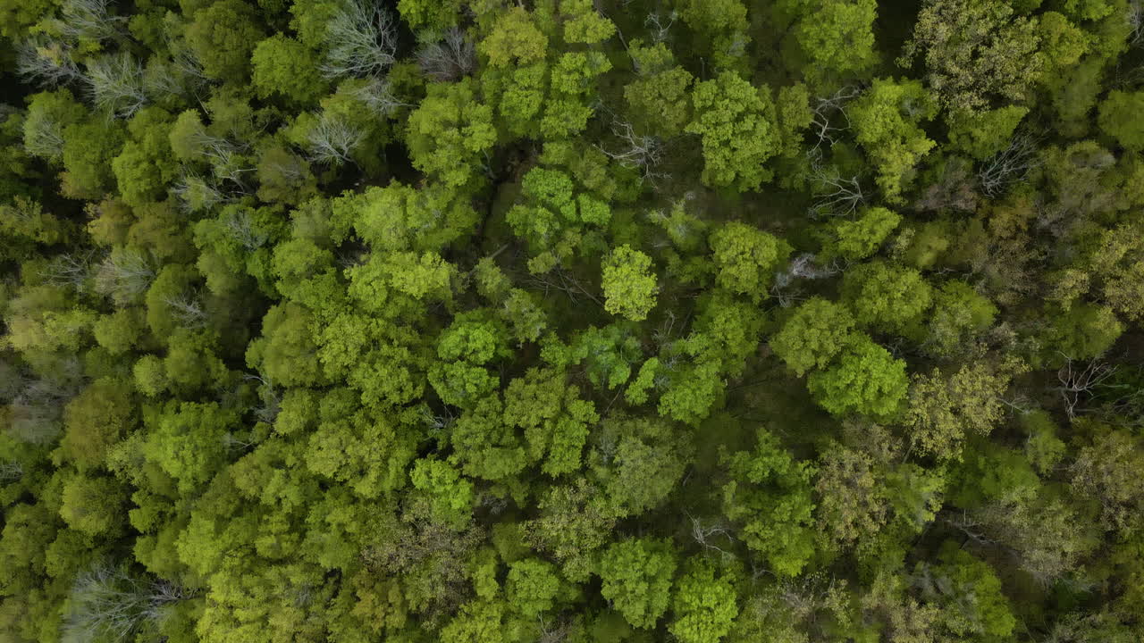 vista aérea de arriba hacia abajo que muestra las copas de los árboles de hermosos bosques verdes en canadá en verano