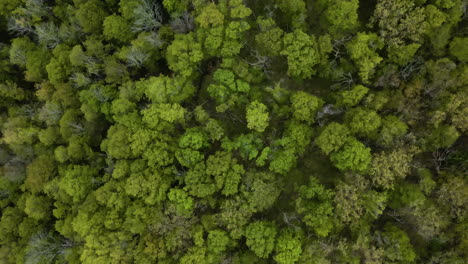 Luftaufnahme-Von-Oben-Nach-Unten,-Die-Baumwipfel-Eines-Wunderschönen-Begrünten-Waldlandes-In-Kanada-Im-Sommer-Zeigt