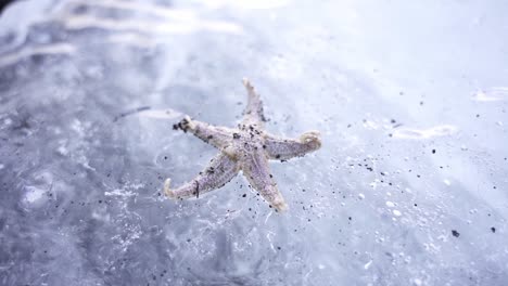 starfish in frozen water in arctic terrain