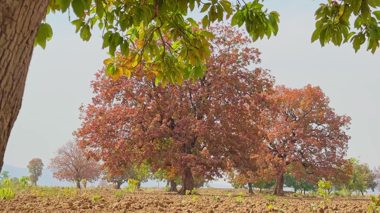 Ampia vista statica di alberi di Mahua che mostrano un fogliame marrone-rossastro dopo il cambio stagionale delle foglie, che si ergono attraverso un campo rurale arato sotto un cielo morbido e velato.