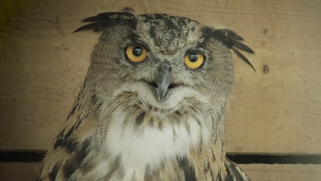 close up, eurasian eagle owl in captivity turns toward camera