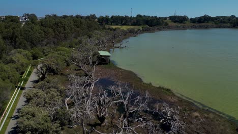 Getrocknete-Bäume-Am-Sumpfufer-Des-Coogee-Lake-Im-Cockburn-Vorort-Von-Perth,-Westaustralien