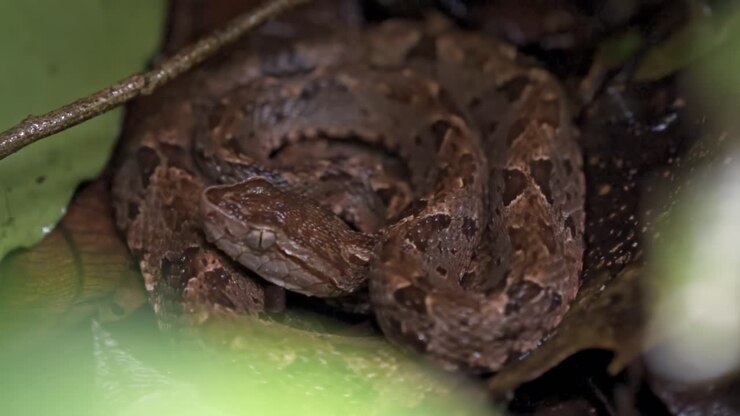 A fer-de-lance (Bothrops asper), a venomous pit viper, is coiled on the forest floor in the Sirena sector of Corcovado National Park, Costa Rica