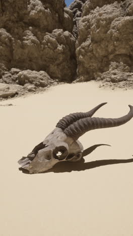 skull in the desert