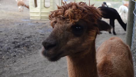 alpaca marrón mirando a su alrededor - en la granja de alpaca