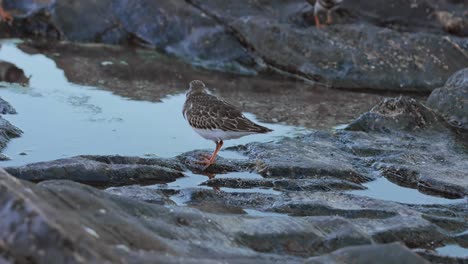 Sandpiper-standing-next-to-the-water-with-other-sandpipers-out-of-focus-on-the-background