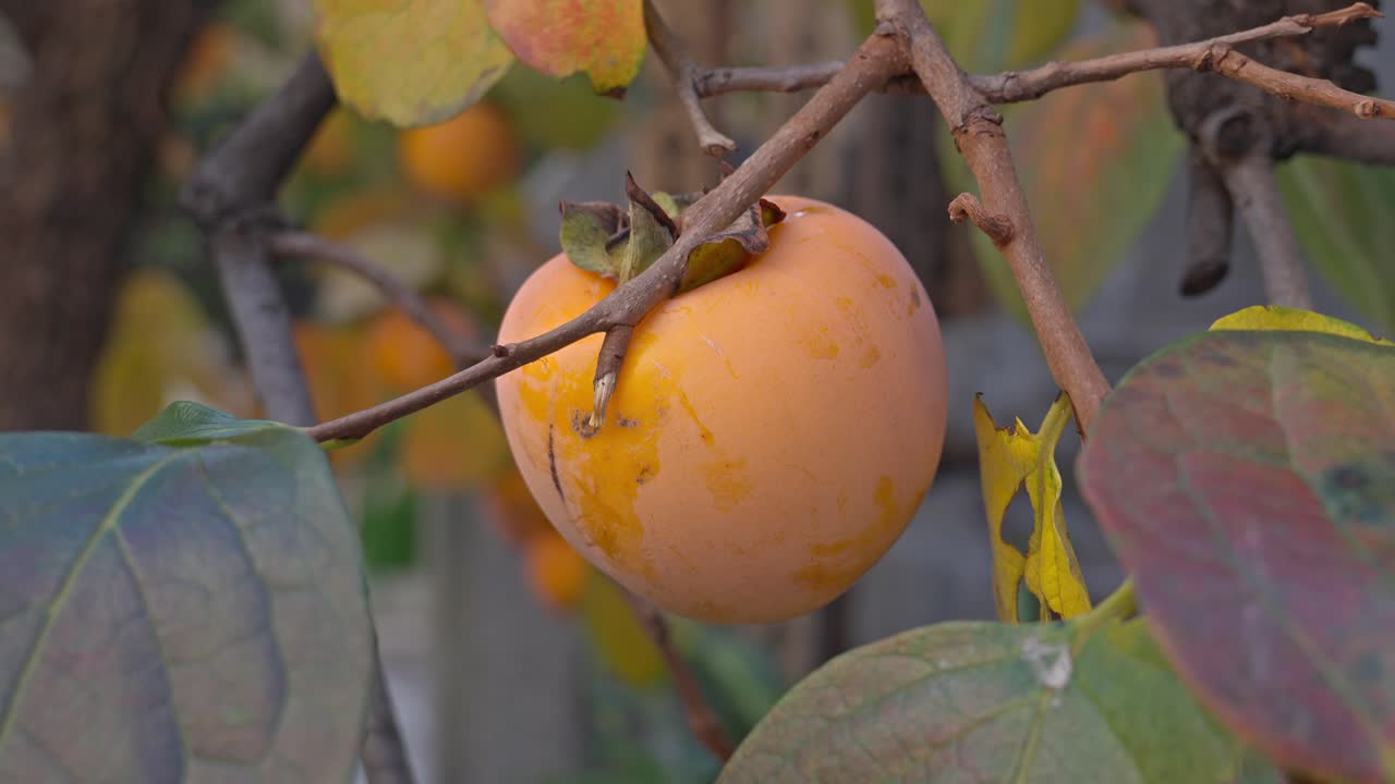 A close-up captures a ripe, orange persimmon (kaki) fruit hanging from a branch, surrounded by colorful autumn leaves.