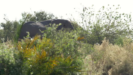 a tracking shot of an older elephant walking through the brush of africa