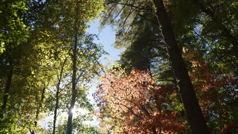 sunlight peeks through the colorful tall trees in the autumn forest of the united states