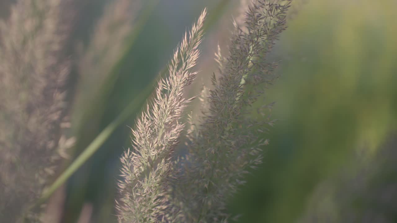 Close-up of Tall Grass in a Field