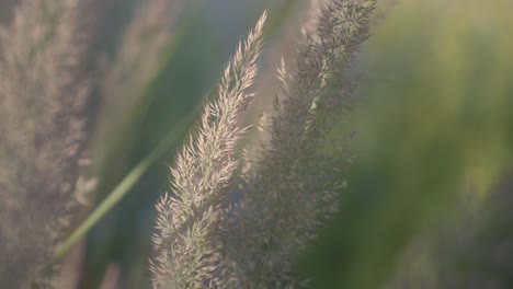 close-up of tall grass in a field