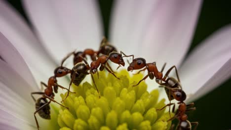 close-up of ants gathered on a flower, engaging in cooperative behavior as they interact around the vibrant center of a blooming blossom under natural light