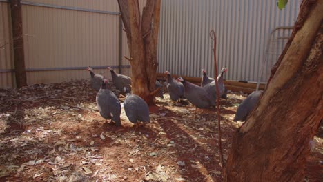 una bandada de gallinas de guinea de corral busca insectos y semillas en el suelo