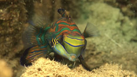 close-up-shot-from-a-mandarin-fish-on-sandy-rocks-in-Palau-Island