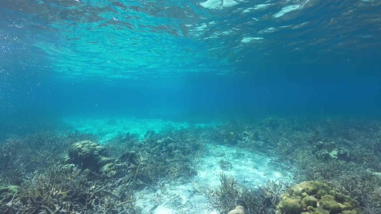 Snorkelers explore the vibrant coral reefs of Los Roques in crystal-clear turquoise waters