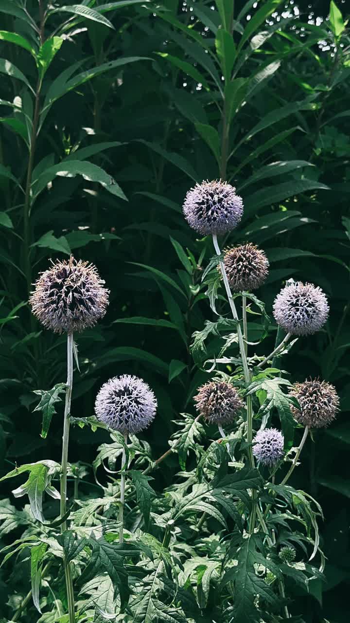 flores de cardo de globo en un entorno de jardín