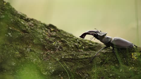 stag beetle on tree bark