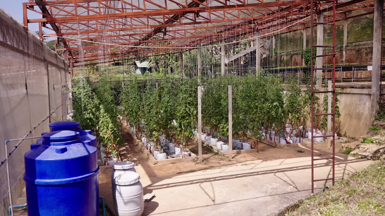 Rows of tomato plants growing inside a rustic greenhouse