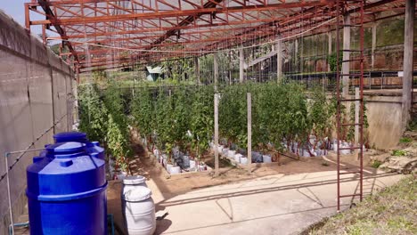 rows of tomato plants growing inside a rustic greenhouse
