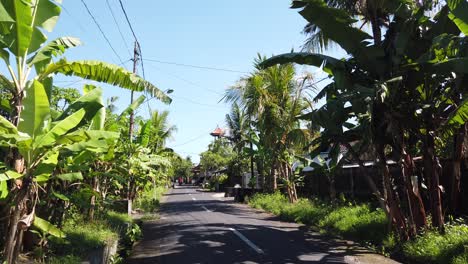 balinese village, establishing shot street, with palm banana coconut trees green and blue sunny clear sky in the morning, bali, indonesia, gianyar, 60 fps