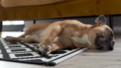 French-bulldog-sleeping-on-the-floor