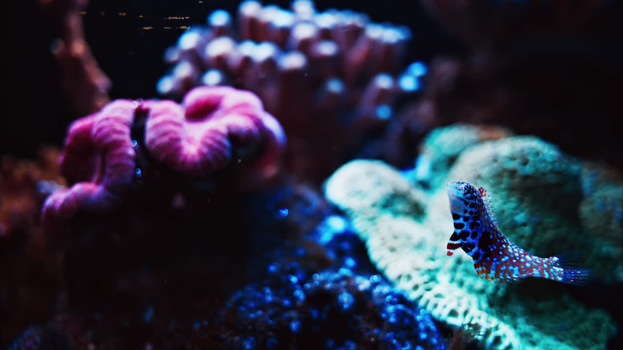 Close up of a Macropharyngodon bipartitus fish swimming near colourful coral reefs