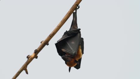 lyle’s flying fox, pteropus lyleior, hanging upside down and constantly moving as blown by a gentle wind