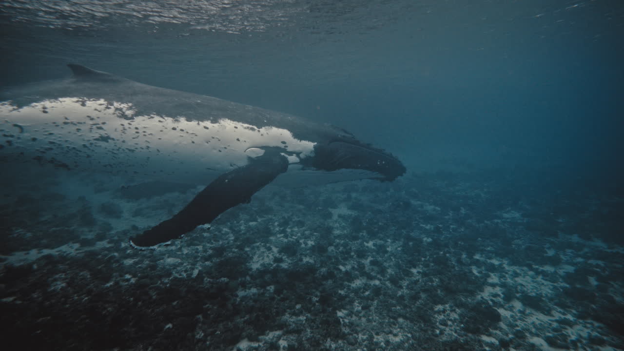 Older Humpback whale with white side and underbelly exposed floats above reef flats in Tonga
