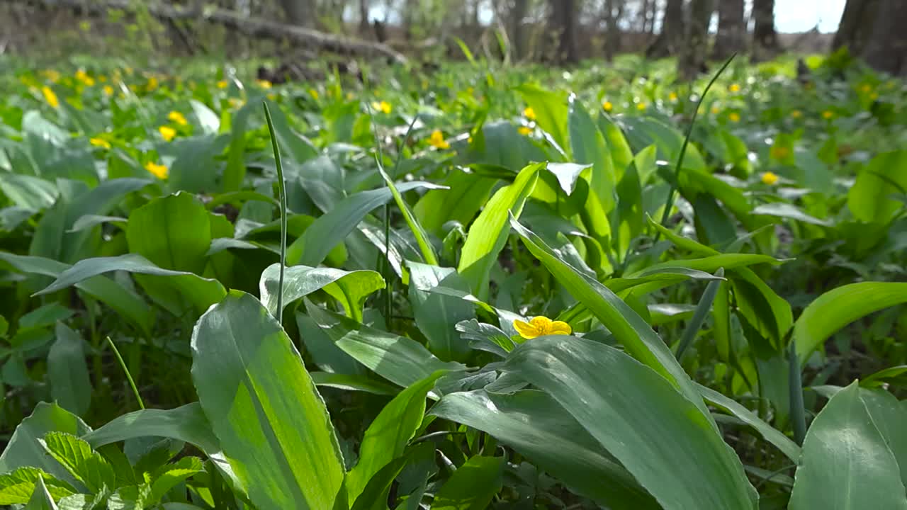 Close up footage of wild bear garlic or bear onion in a sunny forest while the footage glides over the green and lush tasty natural plants. Sunshine is on the leaves and wind is moving them slightly.